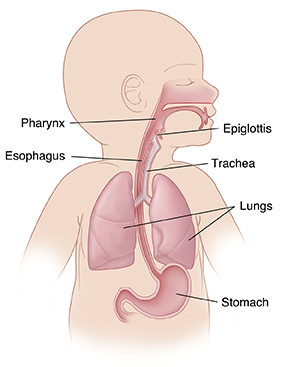 Upper body of infant showing respiratory anatomy, esophagus, and stomach.