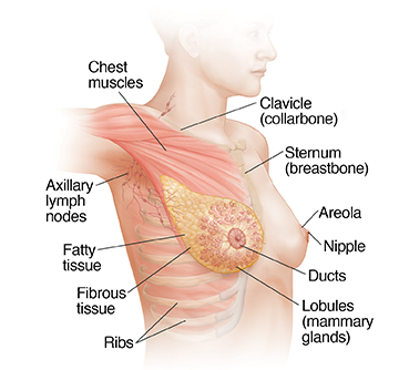 Three-quarter view of female head, neck, and chest with raised right arm showing anatomy of right breast and lymph nodes.