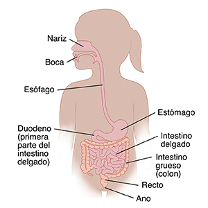 Contorno de una niña pequeña donde se observa el tubo digestivo.