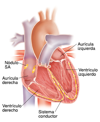 Corte transversal del corazón que muestra el sistema de conducción.