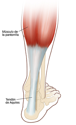Vista posterior del pie y de la pantorrilla donde se observan los huesos y el tendón de Aquiles.