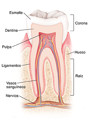 Corte transversal de un diente en el hueso.